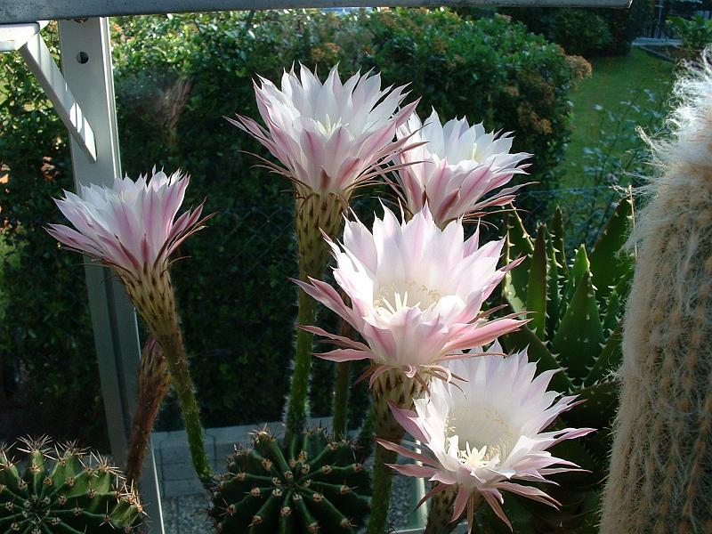 Echinopsis hybr._6.JPG